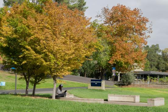 Students Sitting under Tree