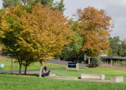 Students Sitting under Tree